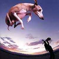 Paul Gilbert Flying Dog Album Cover
